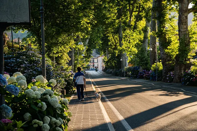 street, walk, dog, person, pet, green, fire path, bolsena city, italy, animal, fresh, natural, bolsena tourism. Placing your base near tour meeting points, not near the sights